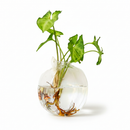 Vaso Suspenso Glass Nature – Vaso de Vidro para Parede Hidropônico